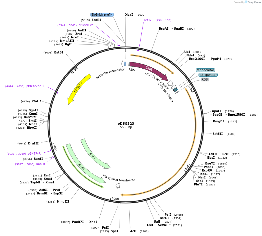 115594-plasmid-map-sequence-id-224466