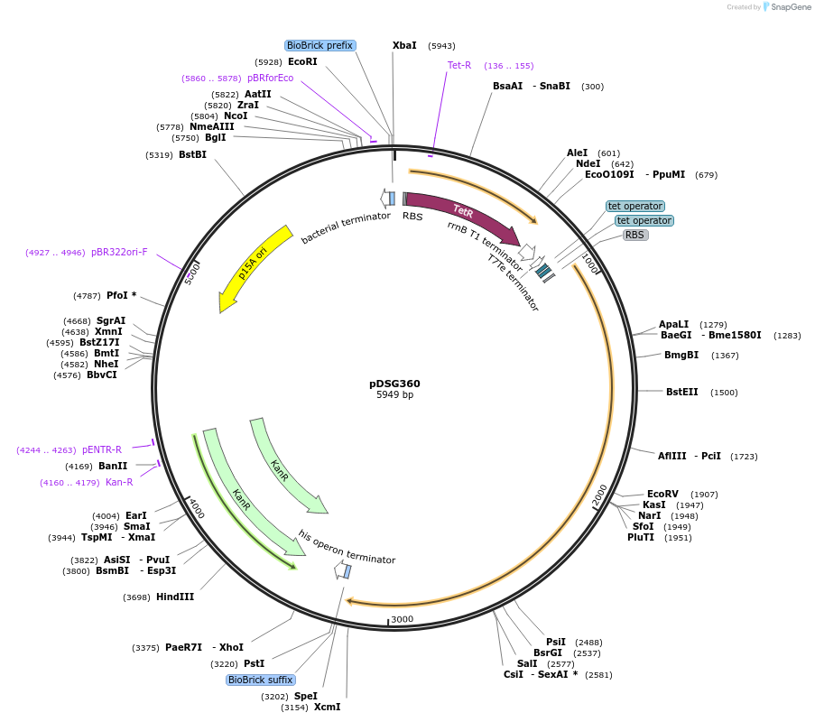 115601-plasmid-map-sequence-id-224467