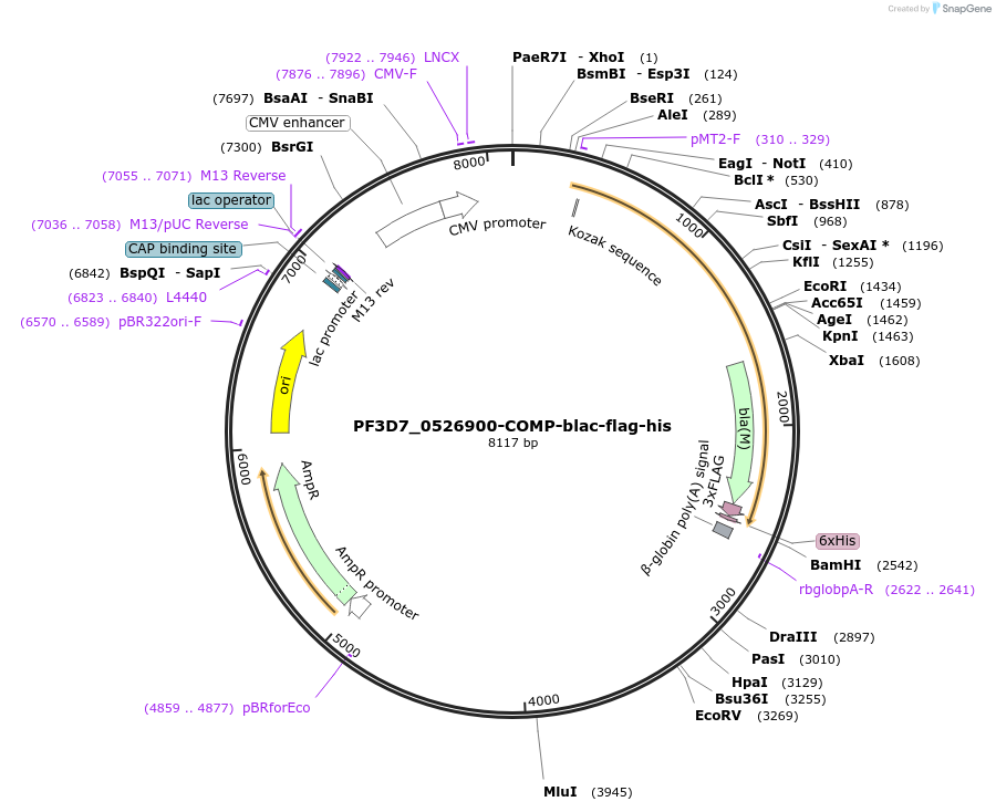110985-plasmid-map-sequence-id-224476