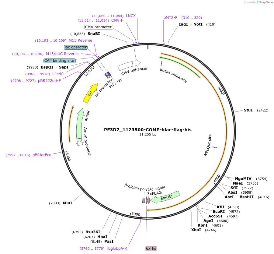110987-plasmid-map-sequence-id-224477