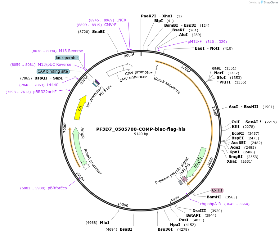 110988-plasmid-map-sequence-id-224478