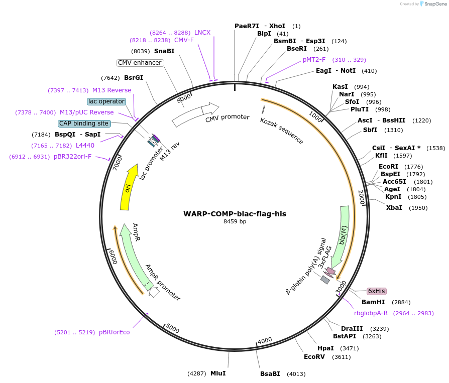 110989-plasmid-map-sequence-id-224479
