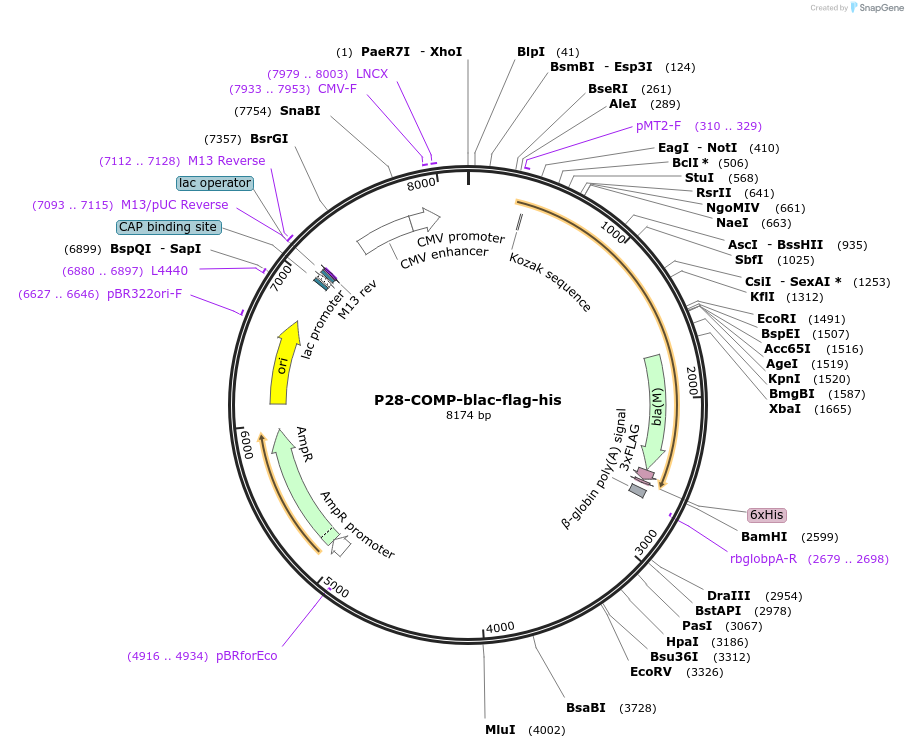 110990-plasmid-map-sequence-id-224480