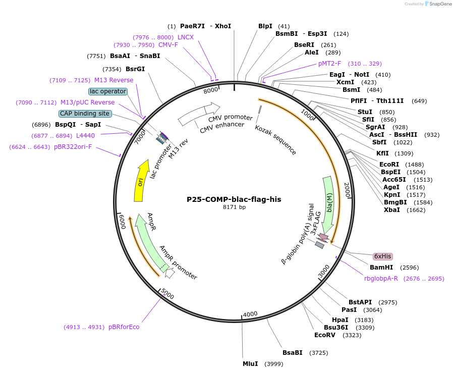 110991-plasmid-map-sequence-id-224481
