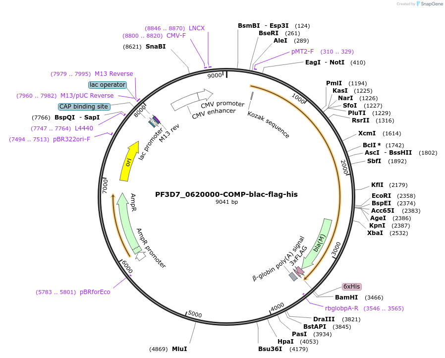 110993-plasmid-map-sequence-id-224484