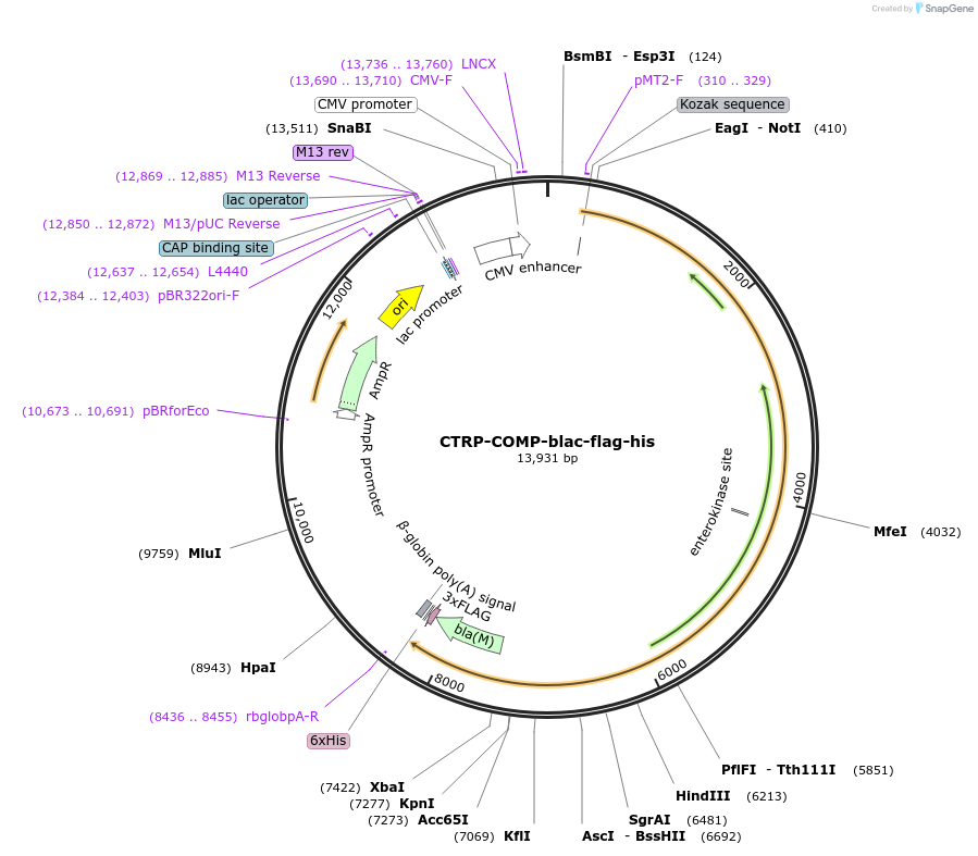 110994-plasmid-map-sequence-id-224485