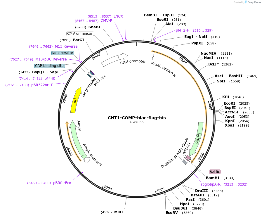 110995-plasmid-map-sequence-id-224486