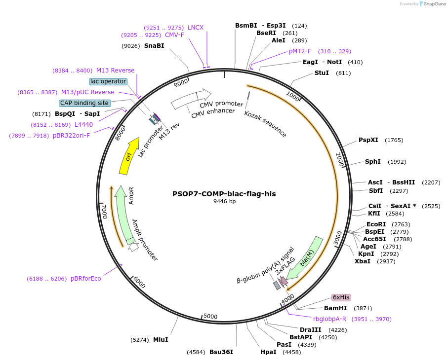 110996-plasmid-map-sequence-id-224487