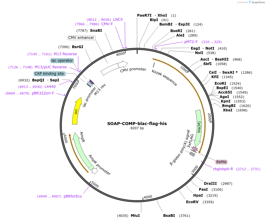 110997-plasmid-map-sequence-id-224488
