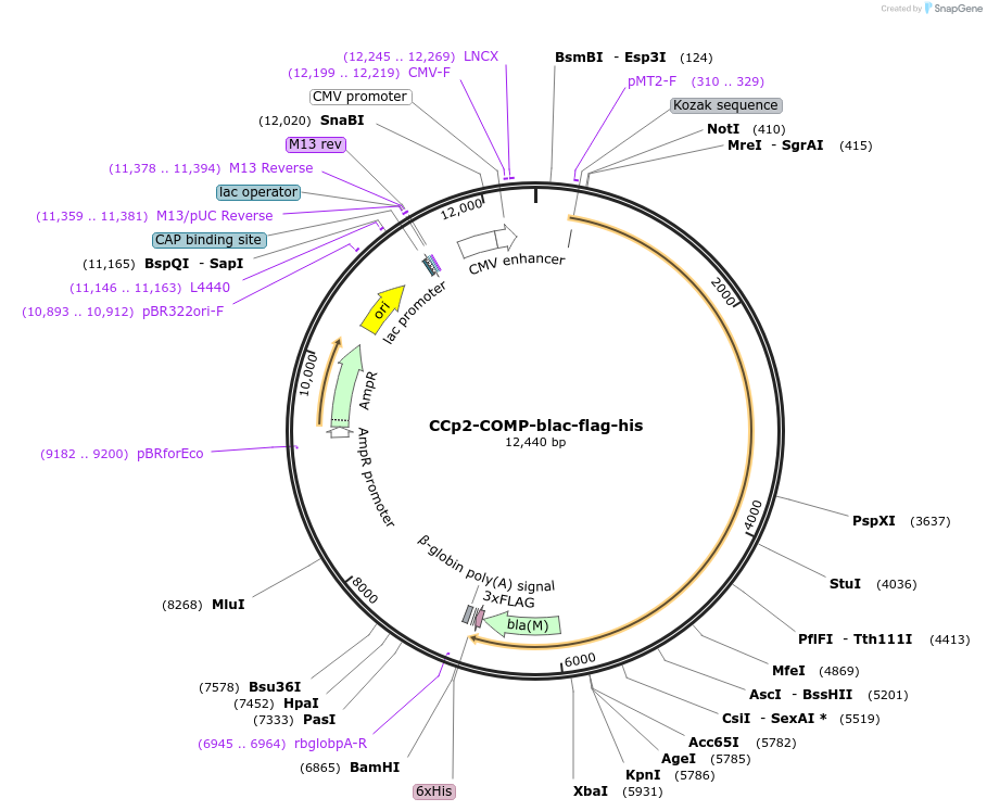 110998-plasmid-map-sequence-id-224518