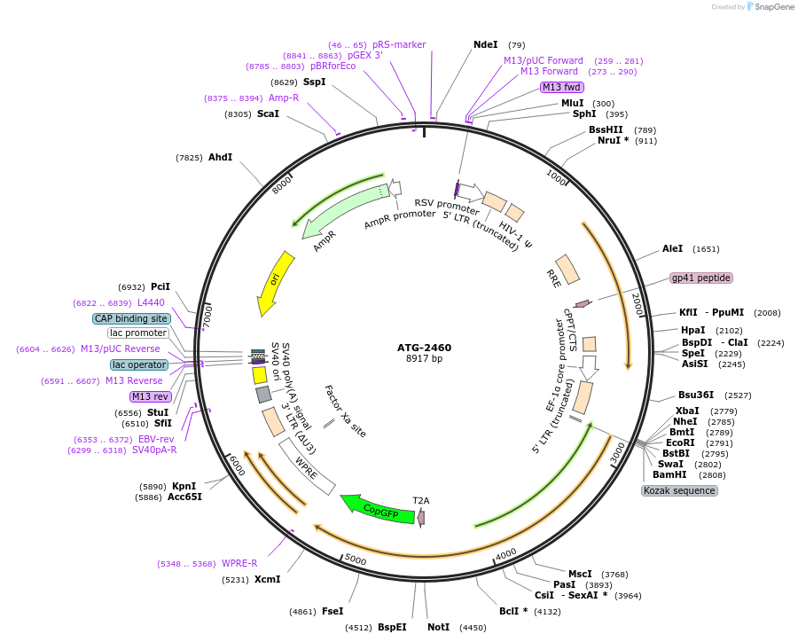 108713-plasmid-map-sequence-id-224540