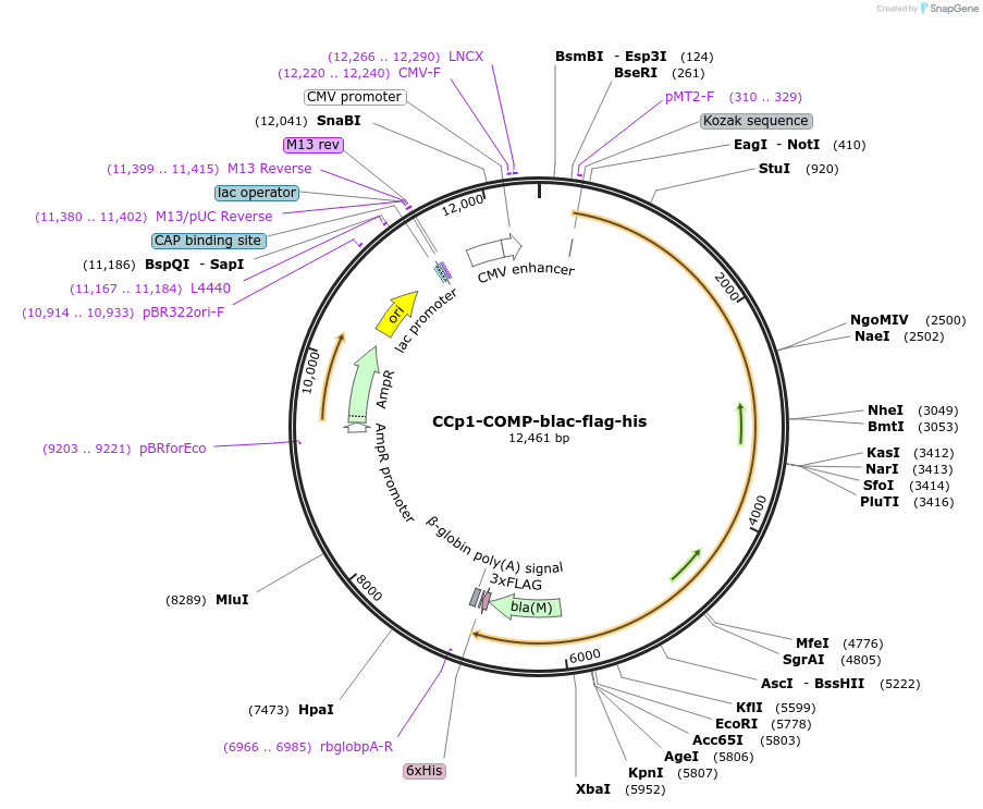 110999-plasmid-map-sequence-id-224542