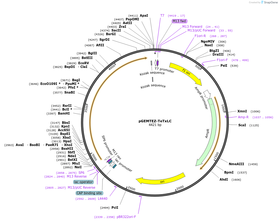 32640-plasmid-map-sequence-id-224543