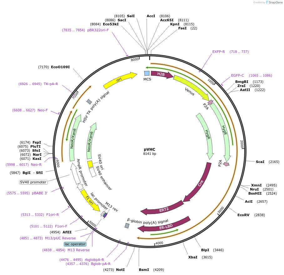 112614-plasmid-map-sequence-id-224545