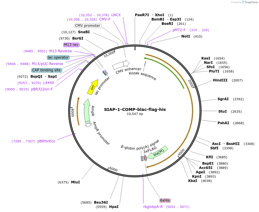 111002-plasmid-map-sequence-id-224547