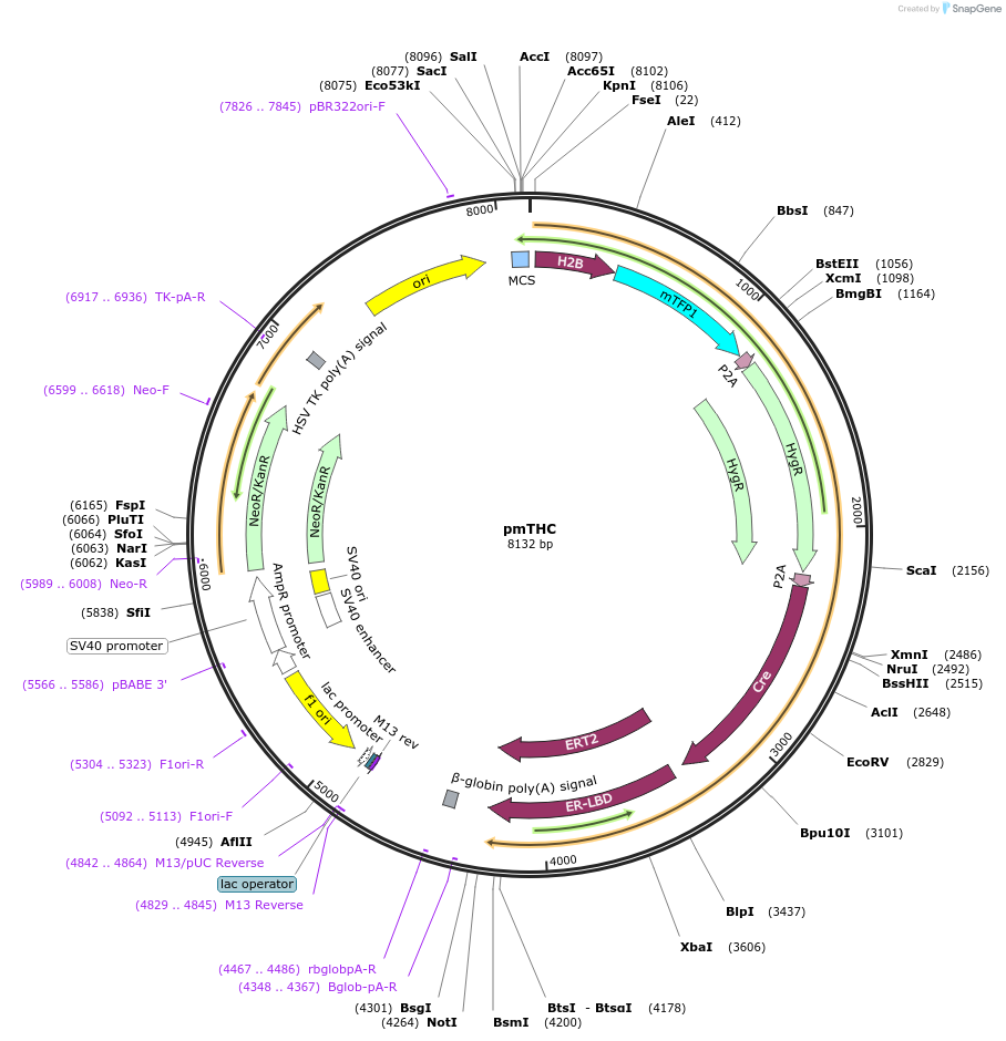 112616-plasmid-map-sequence-id-224548
