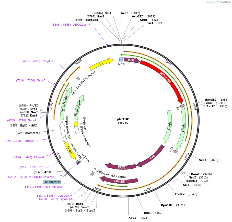 112617-plasmid-map-sequence-id-224553