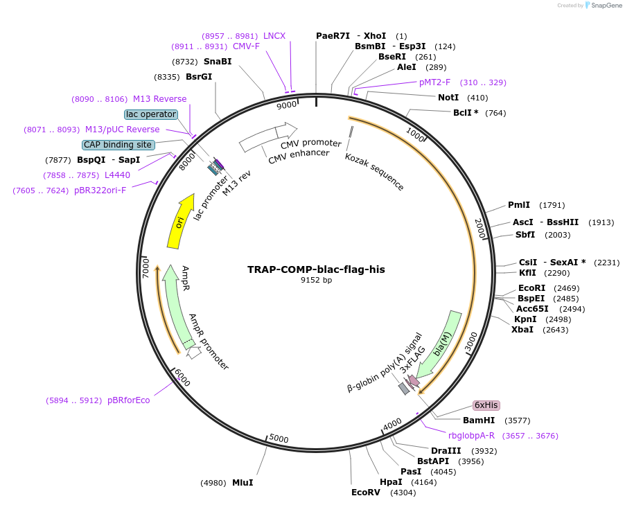 111005-plasmid-map-sequence-id-224557