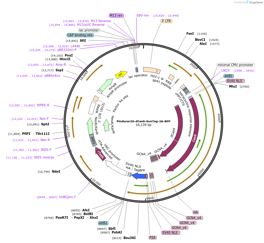 115779-plasmid-map-sequence-id-224564
