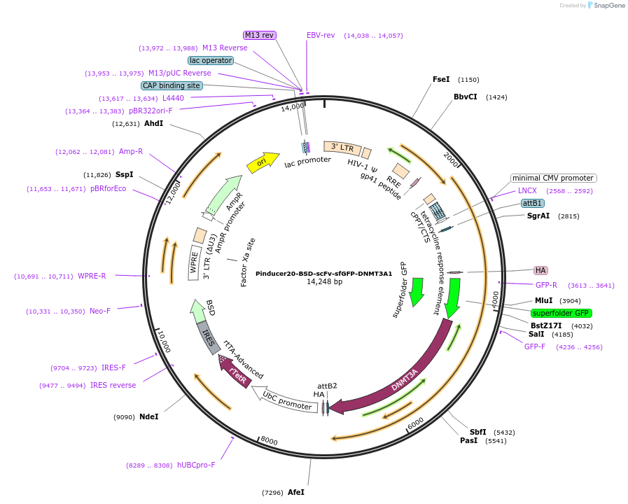 115780-plasmid-map-sequence-id-224568