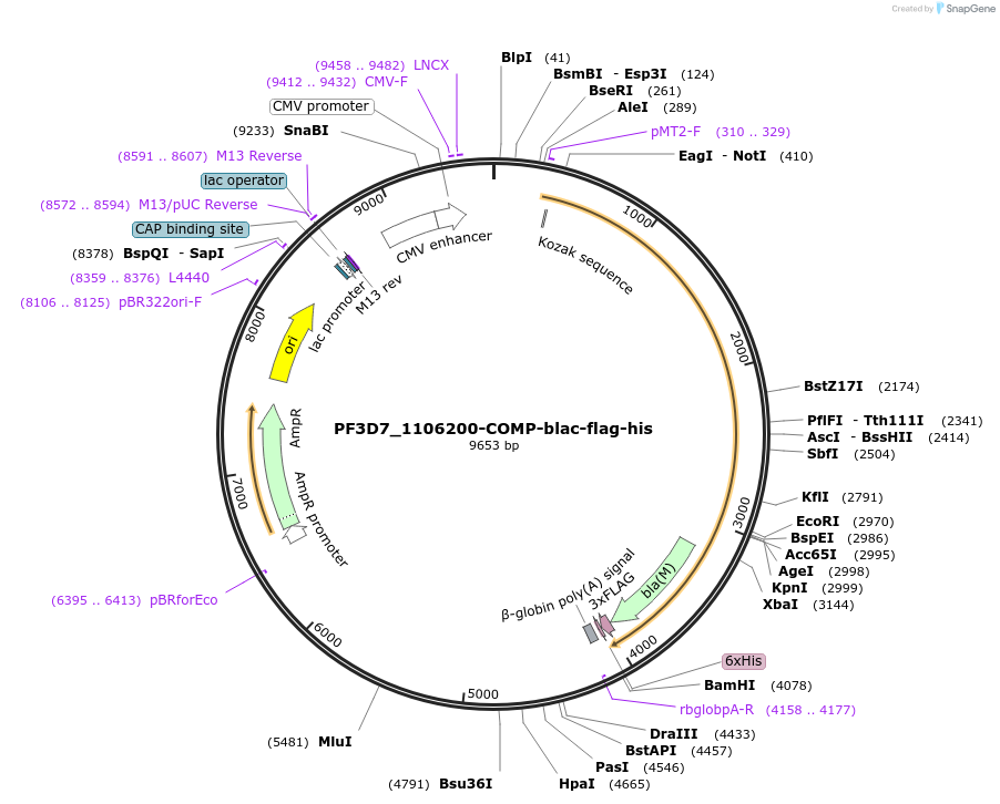 111012-plasmid-map-sequence-id-224569