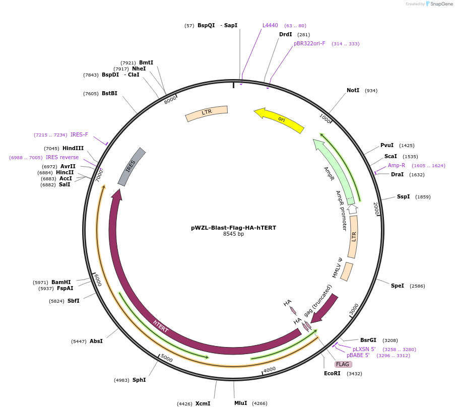 22396-plasmid-map-sequence-id-224573