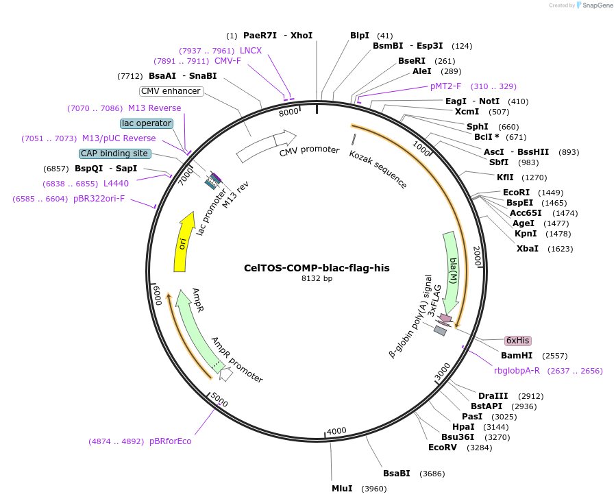 111014-plasmid-map-sequence-id-224577