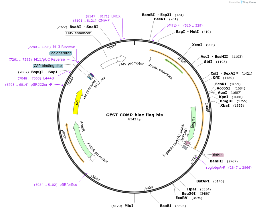 111015-plasmid-map-sequence-id-224578