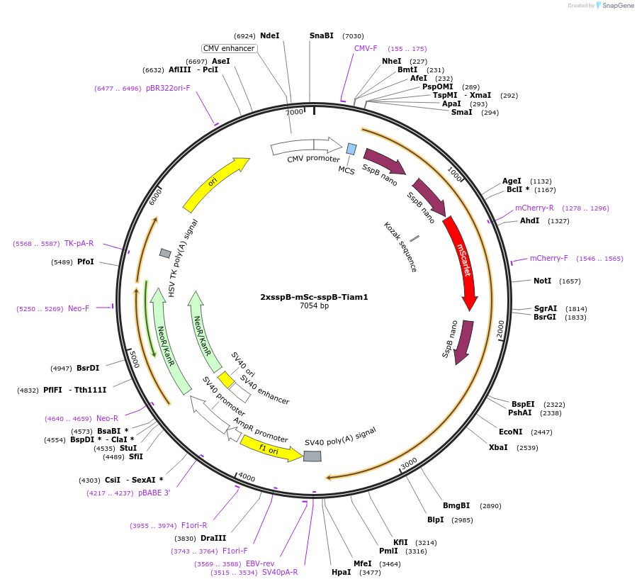 114424-plasmid-map-sequence-id-224586