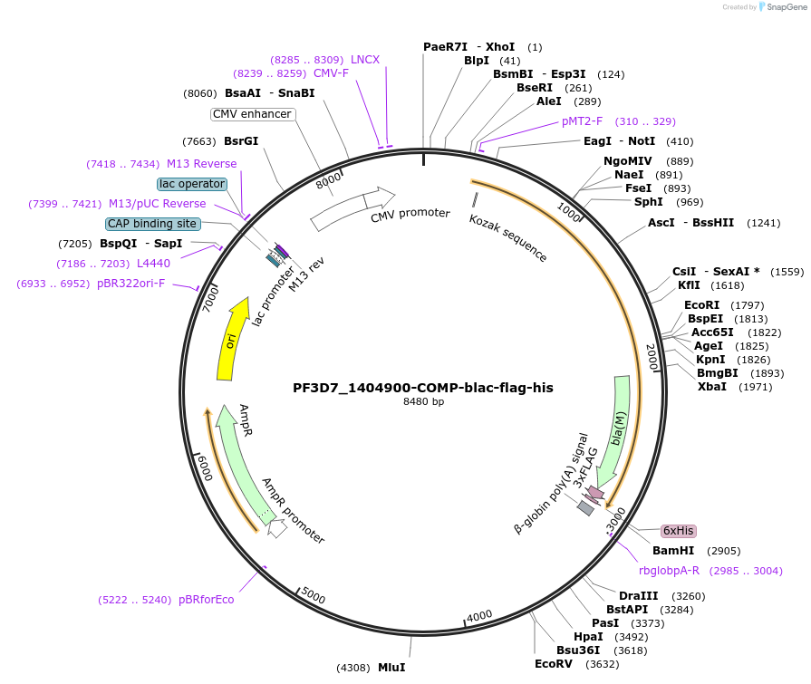 111018-plasmid-map-sequence-id-224591
