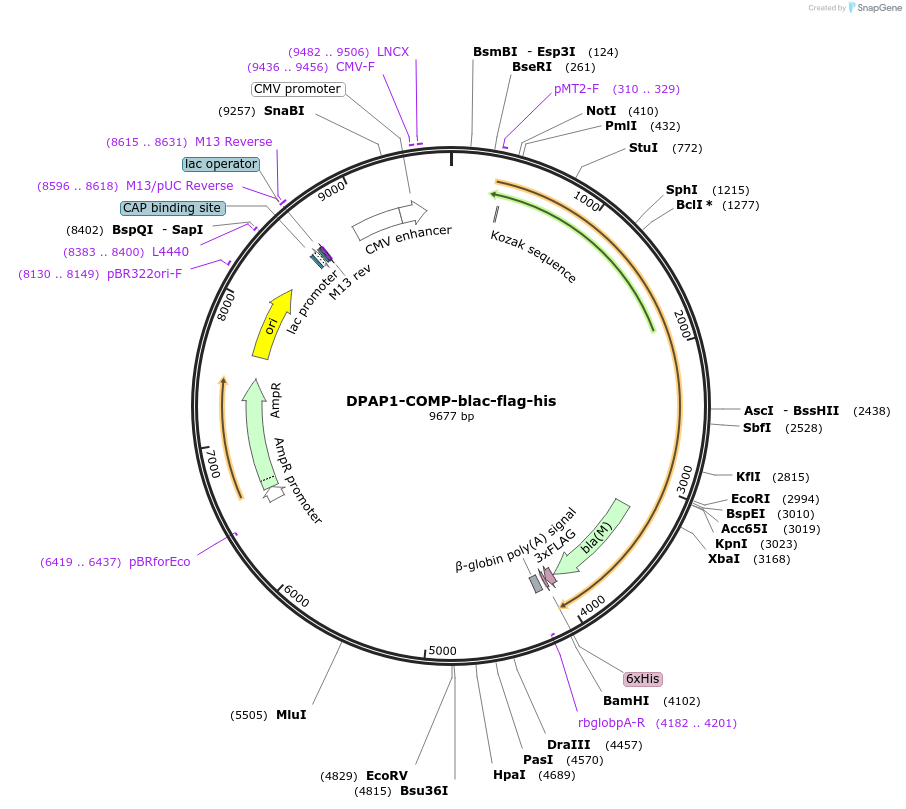 111019-plasmid-map-sequence-id-224593