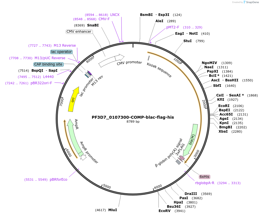 111021-plasmid-map-sequence-id-224704