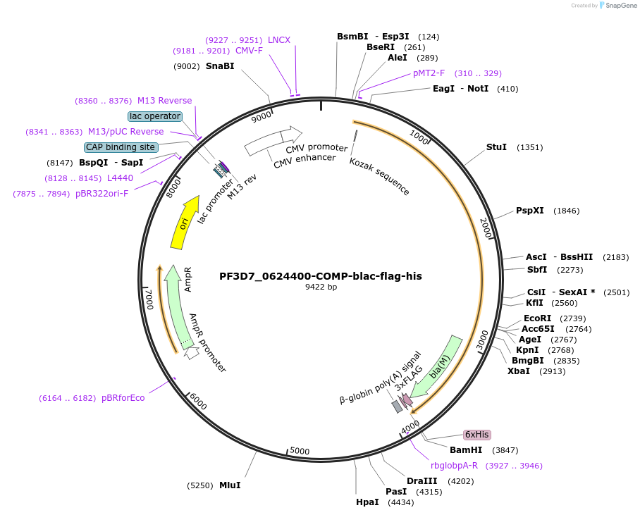 111022-plasmid-map-sequence-id-224705