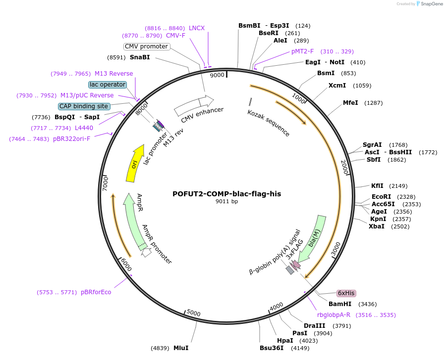 111024-plasmid-map-sequence-id-224708