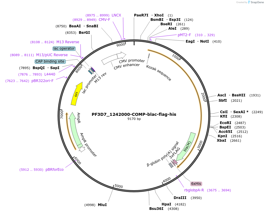 111025-plasmid-map-sequence-id-224709