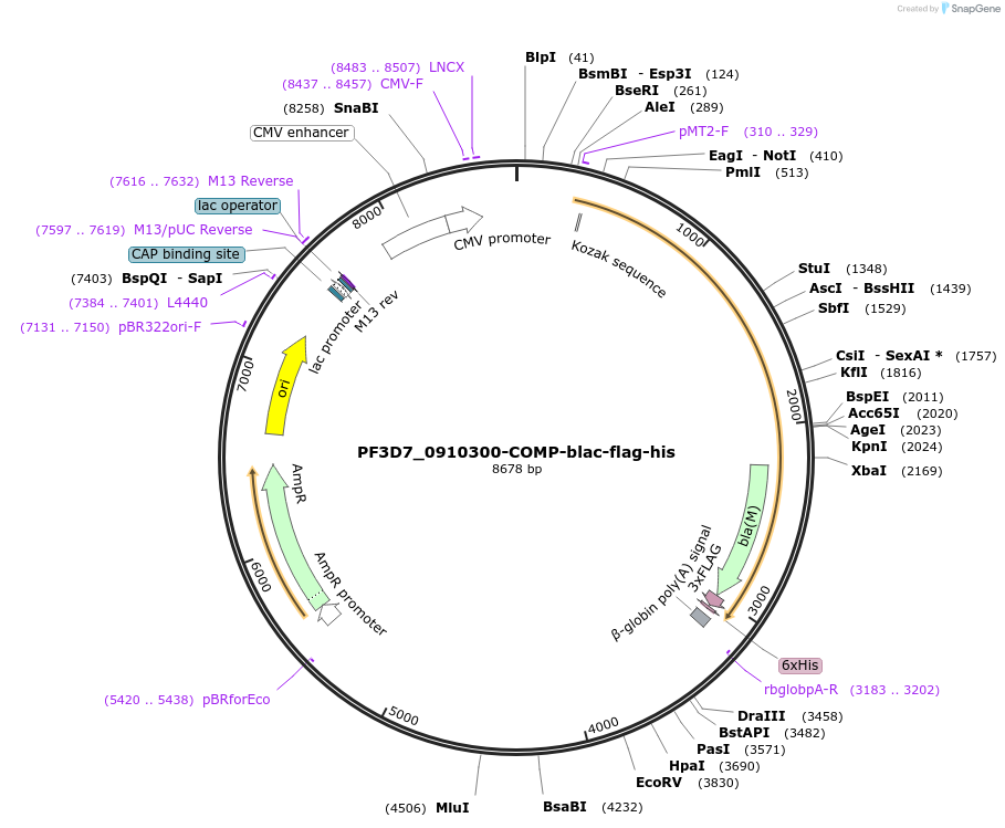 110959-plasmid-map-sequence-id-224711