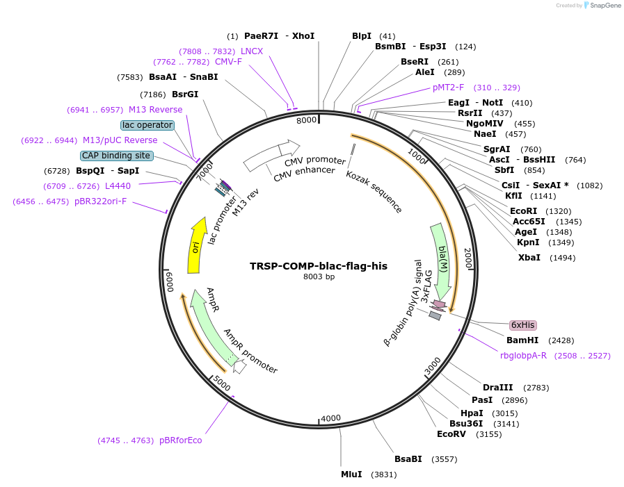 110964-plasmid-map-sequence-id-224712