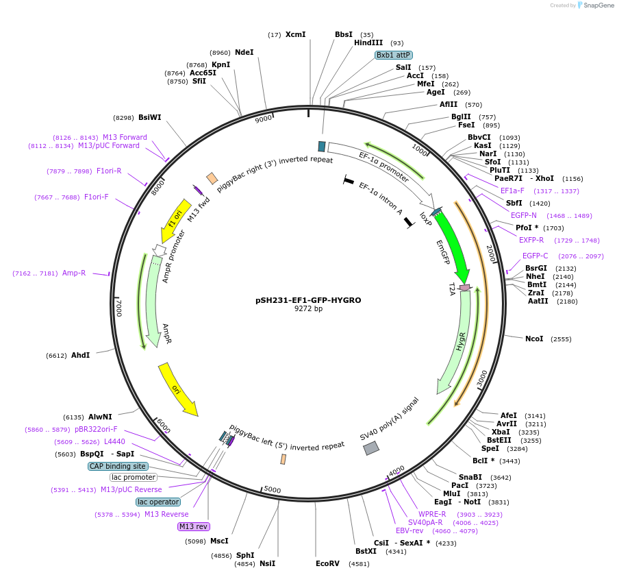 115144-plasmid-map-sequence-id-224715