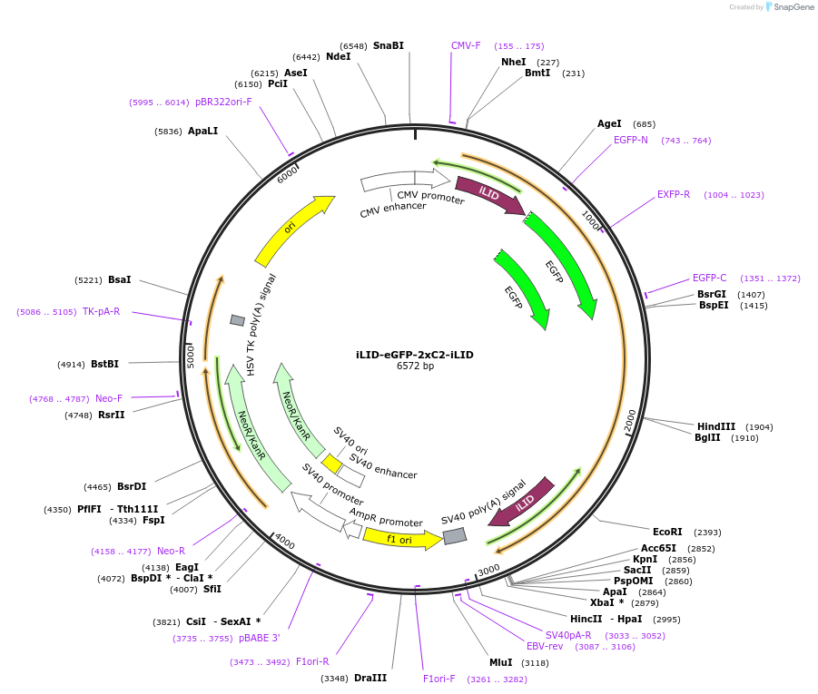 114418-plasmid-map-sequence-id-224716