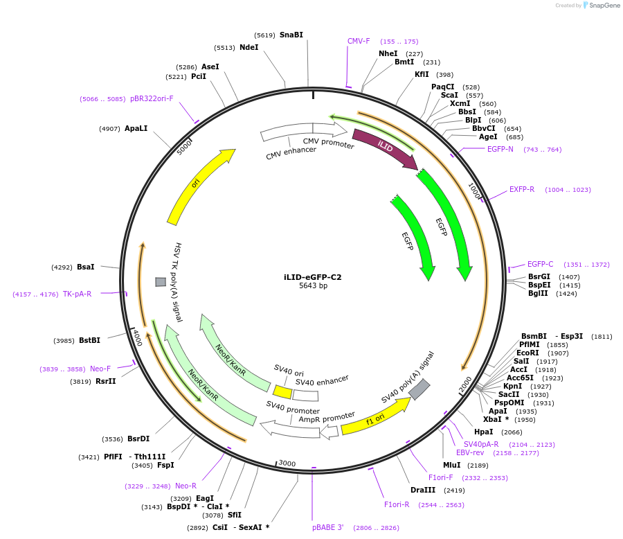 114415-plasmid-map-sequence-id-224717