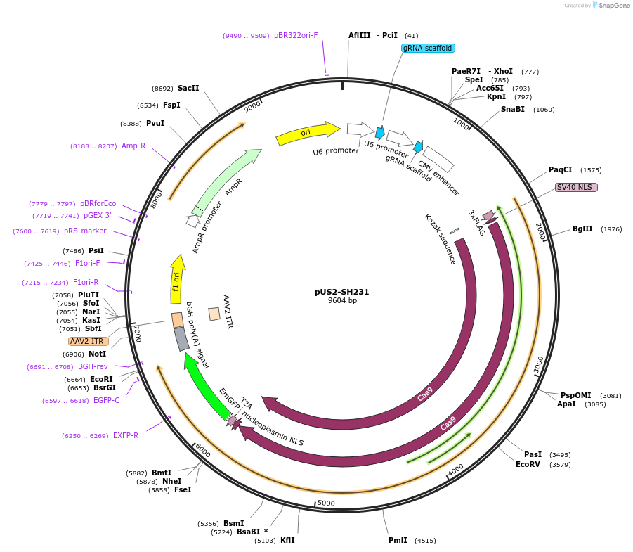 115150-plasmid-map-sequence-id-224718