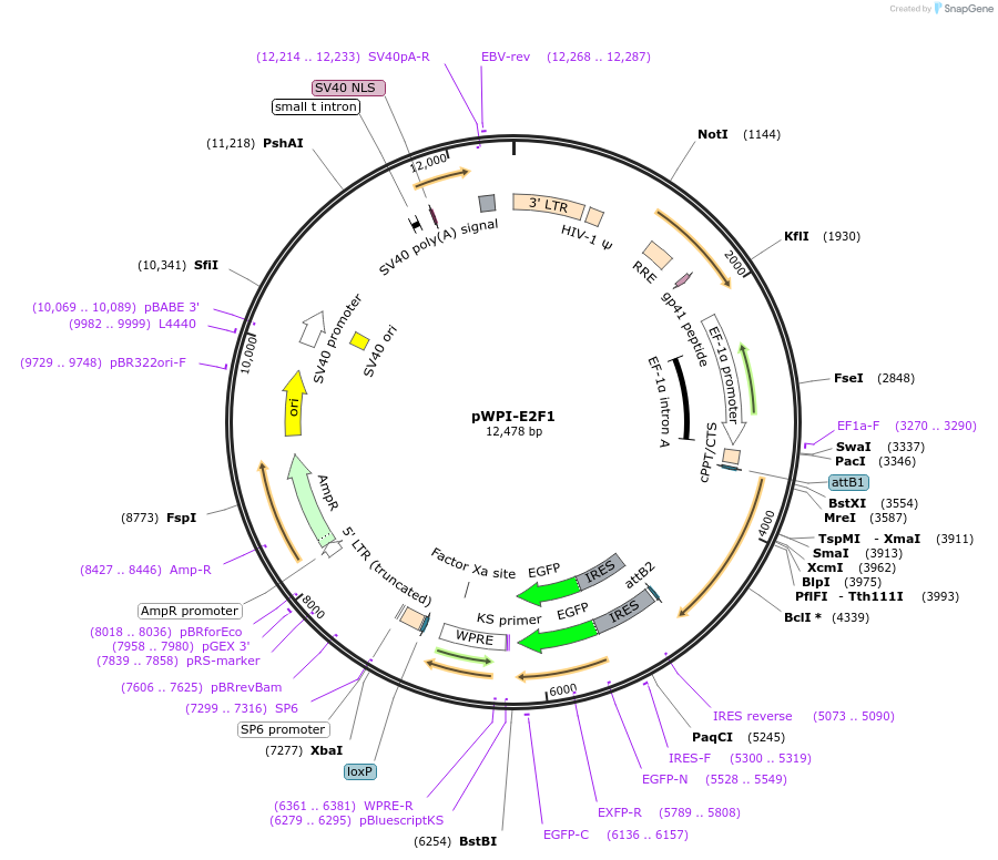 114296-plasmid-map-sequence-id-224719