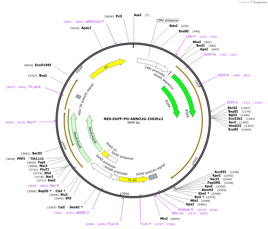 116868-plasmid-map-sequence-id-224721