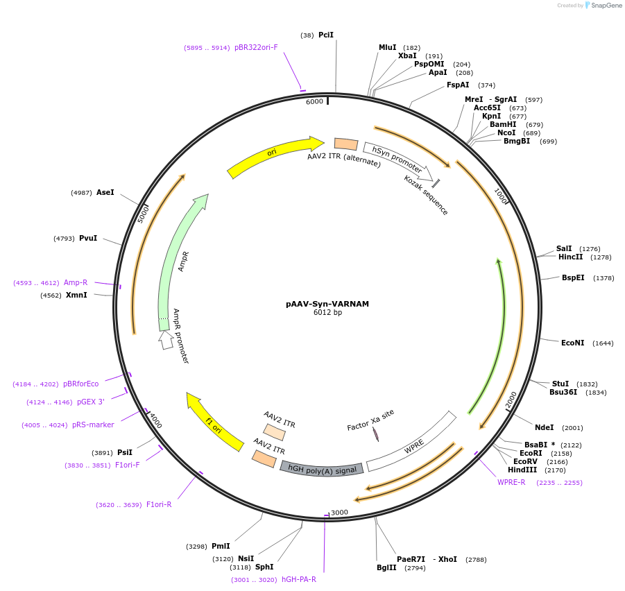 115554-plasmid-map-sequence-id-224722