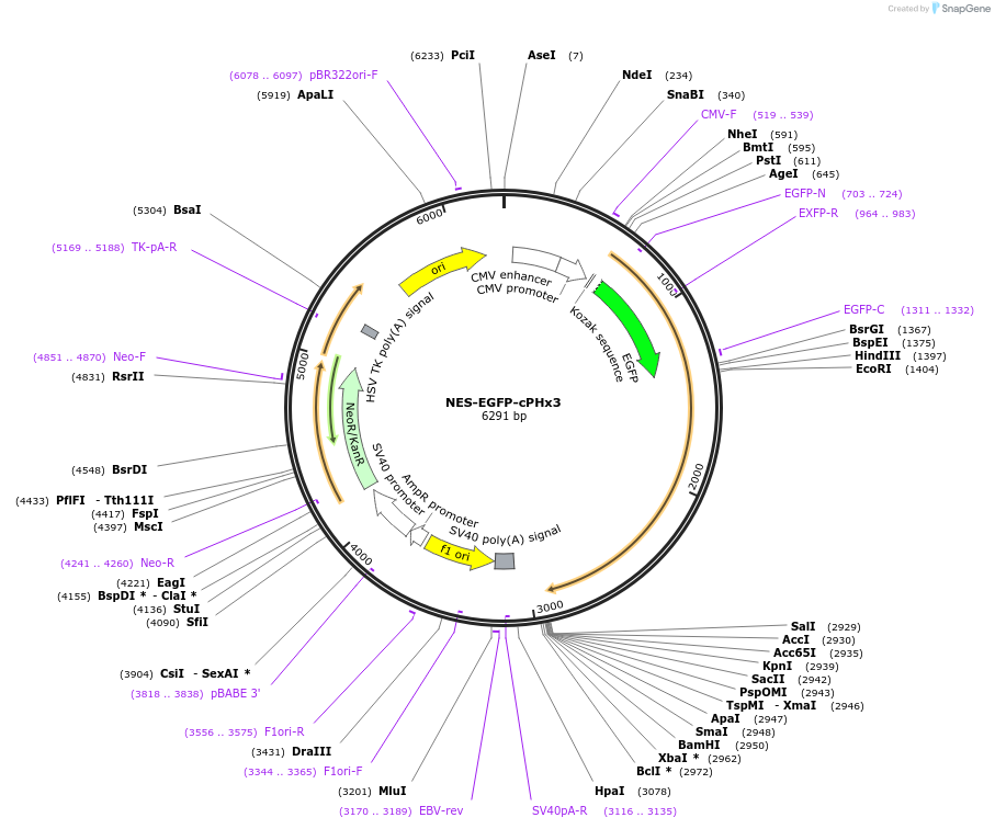 116855-plasmid-map-sequence-id-224723