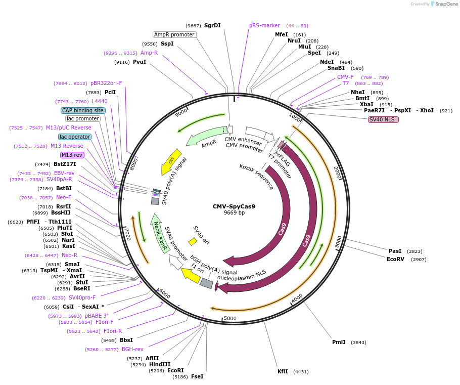 113033-plasmid-map-sequence-id-224724