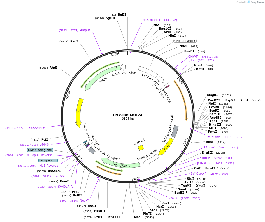 113035-plasmid-map-sequence-id-224728