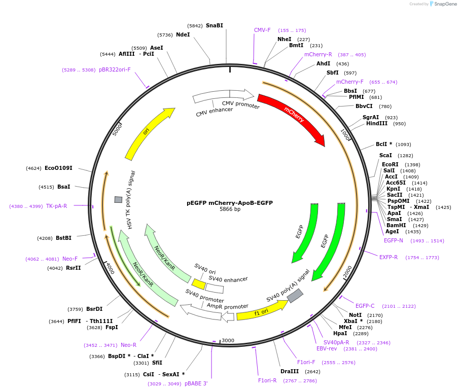 112859-plasmid-map-sequence-id-224731