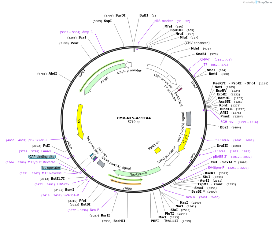 113037-plasmid-map-sequence-id-224732