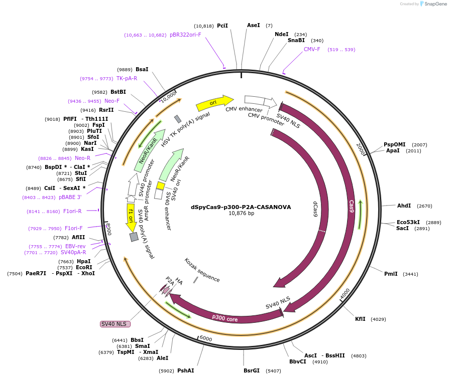 113129-plasmid-map-sequence-id-224733